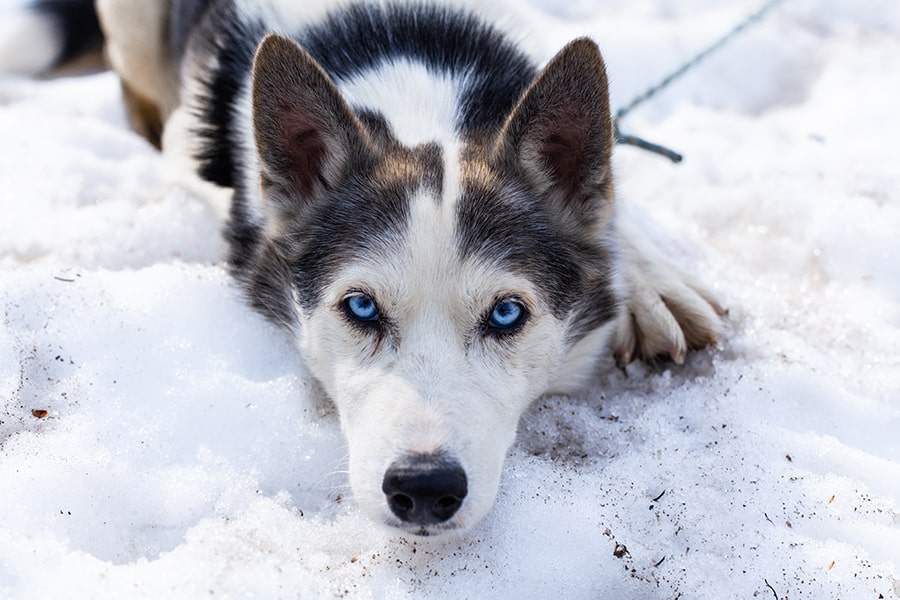 Alaskan Husky