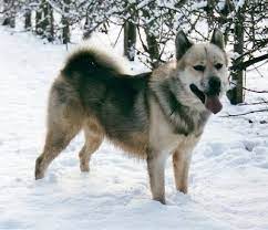 greenland dog breed