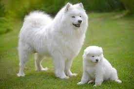 samoyed